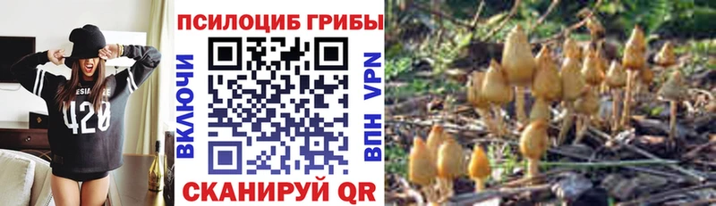 Галлюциногенные грибы Psilocybe  купить наркотик  Хасавюрт 